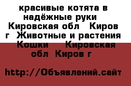 красивые котята в надёжные руки - Кировская обл., Киров г. Животные и растения » Кошки   . Кировская обл.,Киров г.